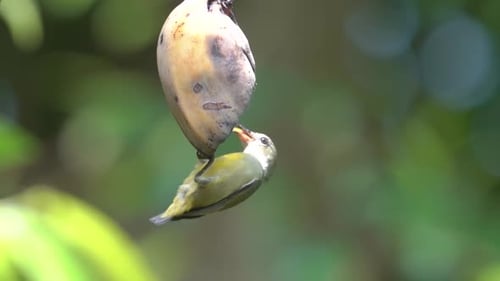 Comportement de la faune sauvage, oiseau à ventre orange à ventre orange à l'envers mangeant des fruits.