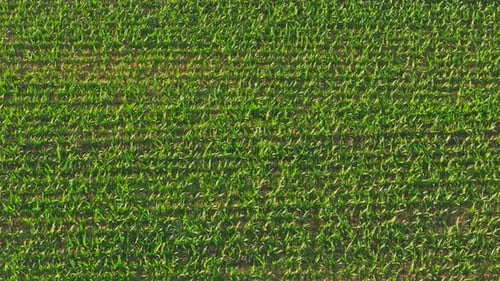 Drone Over Cornfield 4k