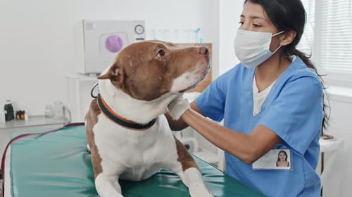 Veterinarian Examining Dog in Bright Clinic