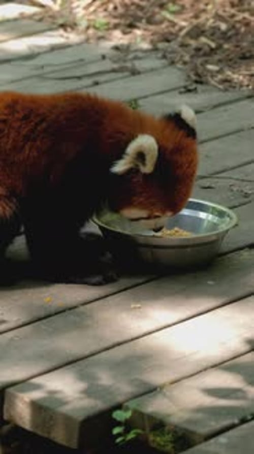 Red Panda Eating Food from Bowl