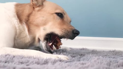 Dog Chewing Bone on Rug