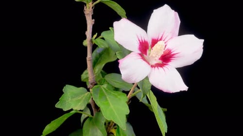 Hibiscus Blossom Time Lapse on Black Background