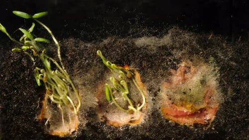 Section view of seeds germinate and sprout from tomatoes into small plants.