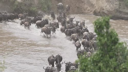 Wildebeest crossing the Mara River during the Great Migration in the Masai Mara, Kenya, Africa