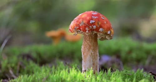 Fly agaric Mushroom In a forest.