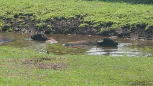 Buffalo Bathing Tranquility Wetland Environment with Bathing Buffaloes Reflecting Summer Serenity