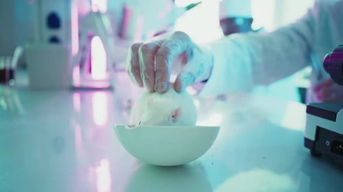 White Rat in Bowl in a Medical Lab