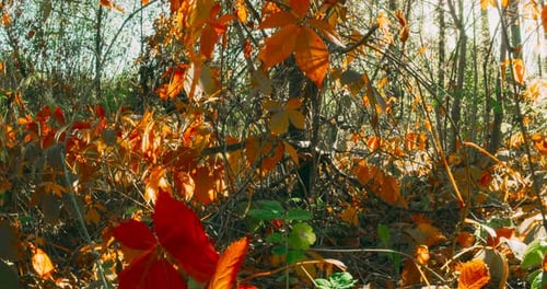 Autumn Mood Timelapse Summer Autumn Forest Transition Season Change Concept Trees Foliage Leaves