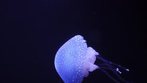 Glowing Jellyfish Drifting Elegantly in Dark Ocean Water