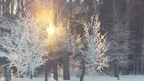 Sunset in Winter Forest. Sun Rays Shine Through Winter Trees. Frosty Winter