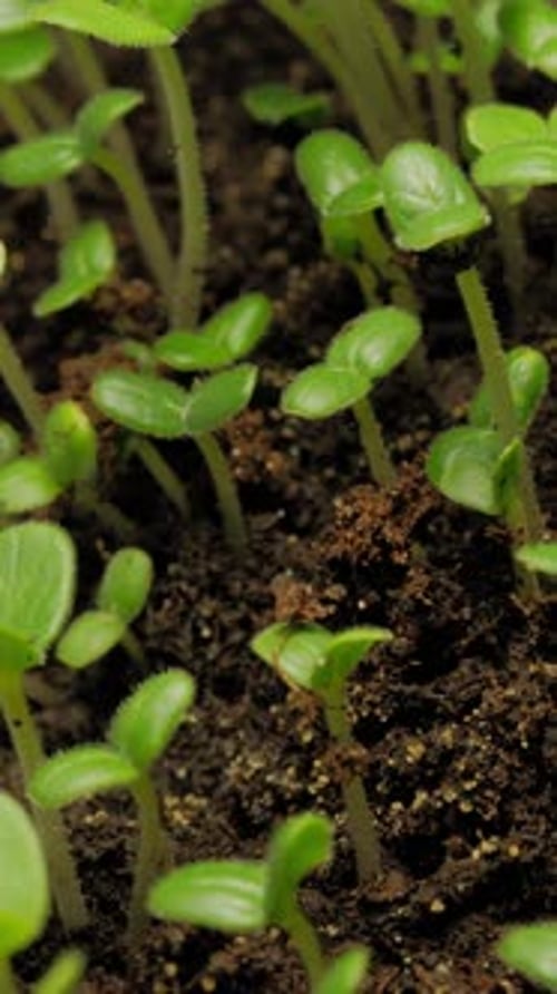 Seedlings Germinating in Soil in a Close Up View