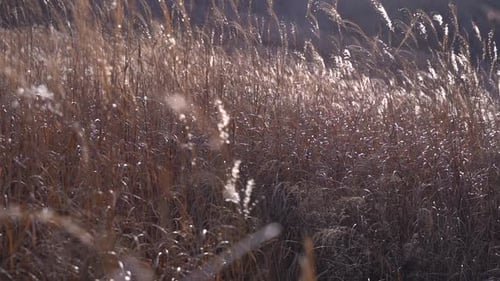 Nahaufnahme von wunderschönem Wintergras, das langsam im Wind weht