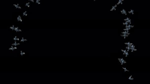 Swarm of Flying Bats Alpha Channel Transition