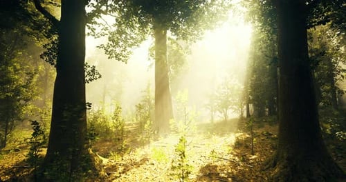 Sunlight Filters Through Trees in a Tranquil Forest Setting at Dawn