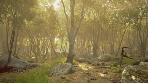 La lueur du soir avec des rayons lumineux façonne habilement des paysages ombragés saisissants
