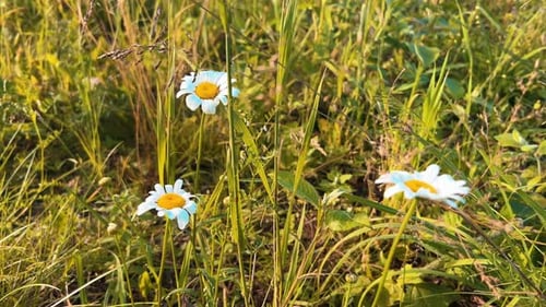 Weiße Gänseblümchen wachsen auf einem Feld mit hohem Gras.