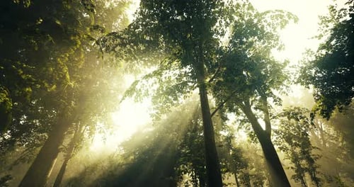 Sunlight Filtering Through Tall Trees in a Lush Green Forest at Dawn
