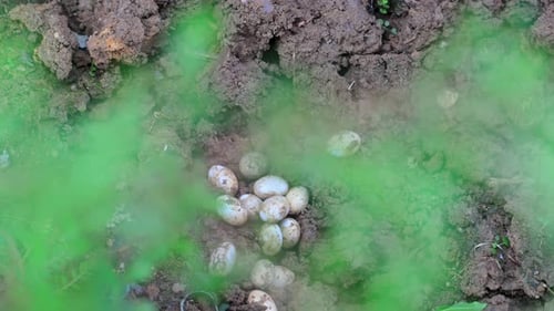 Common Watersnake Eggs rackfocus against the green step of a plant.