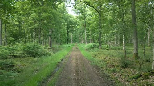 4K Cinematic nature footage of a drone flying over a footpath in the middle of the forest in Normand