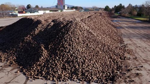 Large Heap Of Harvested Sugar Beets For Sugar Production - Drone Shot