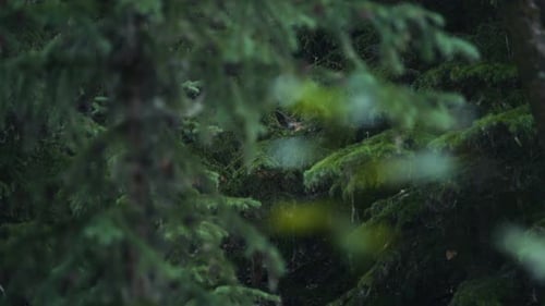 Um cervo escondido na floresta entre os pinheiros