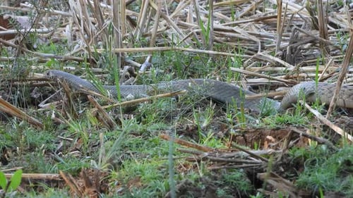 Intertwined Snakes Slithering in Grass and Rural Setting