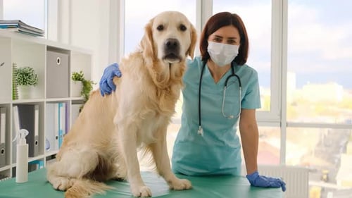 Golden Retriever Dog in Veterinary Clinic