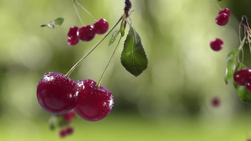 Cerises volantes et bouquet de cerises dans un verger de jardin vert, fond brillant