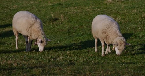 sheep eating grass in a meadow