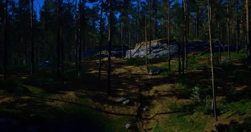 Forest Landscape with Rocky Terrain and Tall Trees During Daylight Hours