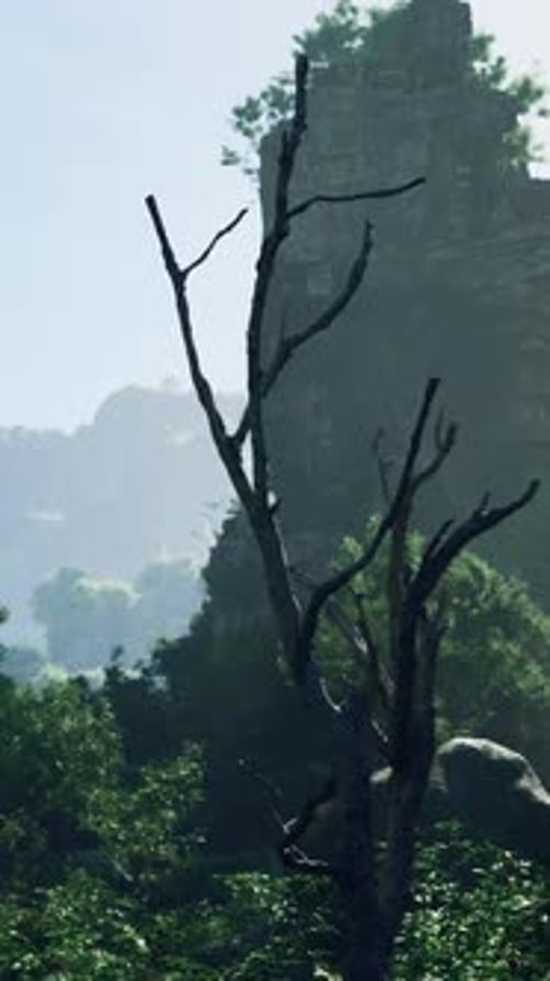 A Forest Filled with Lots of Tall Trees