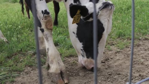 Cow Eating Grass on Farm Behind Fence