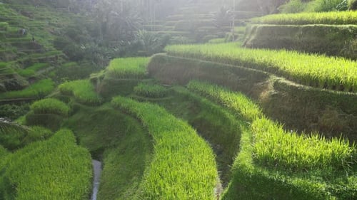 Rice Terrace 16