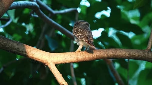 Spotted Owl Standing On The Branch Of Tree With Sunlight In The Forest. - closeup shot