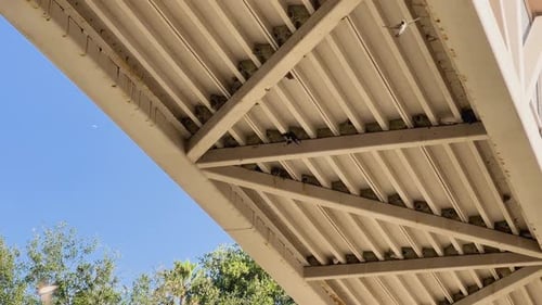 Cliff Swallows nesting and feeding under a bridge in California.