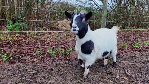 Close-up view about an ordinary black and white colored baby goat in farm, France.