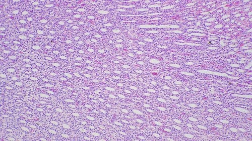 Artery and Vein in Section Magnified Under Microscope in 200 Times Filmed on Bright Field