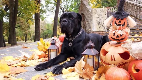 Dog Posing with Pumpkins and Lanterns in Autumn Park