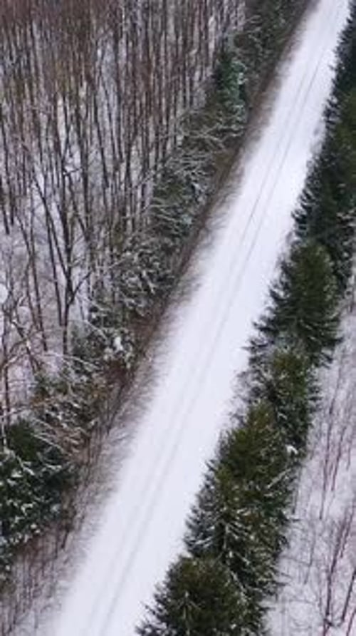 Nature in winter. Road with coniferous trees from both sides in the forest.