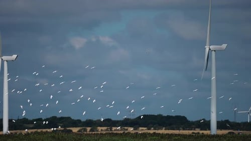 A flock of migrating birds flies past wind turbines.