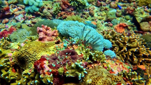 Colorful Coral Reefs With Sea Urchins And Reef Fishes In Marine Ecosystem. closeup shot, underwater