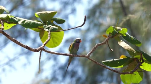 Colorful Parrot Perched on Tropical Tree Branch Among Lush Green
