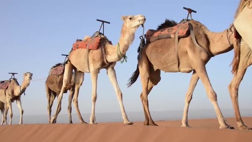 Camels in Vast Desert Landscape