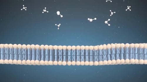 Cell Membrane Diffusion of Molecules Science Animation