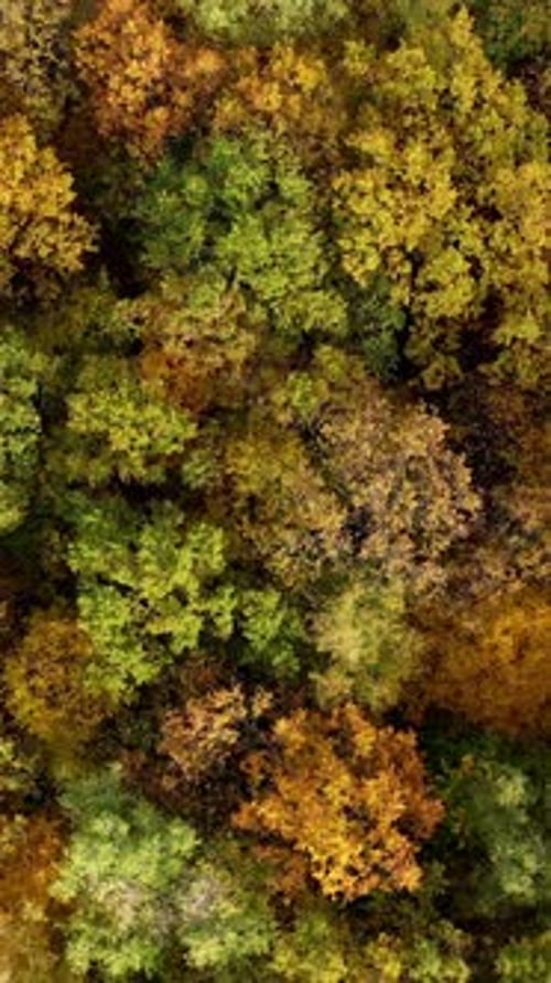 Deciduous top trees background. Colorful landscape of autumn forest. Beautiful nature in fall time.