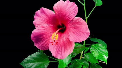 Hibiscus Flower Blooms. Bud Opens into a large Red Flower. Time Lapse of a Blooming Hibiscus Plant.