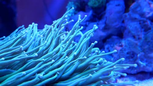 Coral and marine life are bred in aquarium tanks. Blue LED light from above for lighting. Slow water