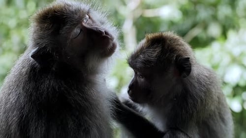 Zwei Affen in Nahaufnahme, die im Wald sitzen