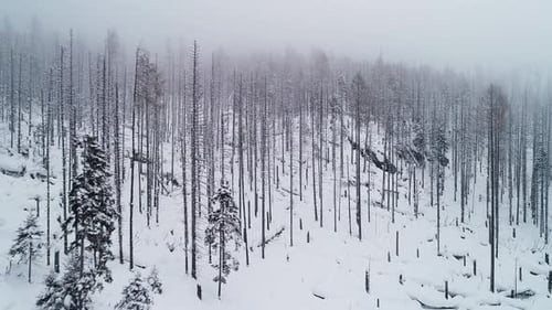 Aerial winter landscape with destroyed naked trees covered with snow in spruce forest in cold mounta