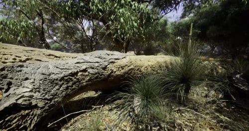 Nature Scene with Fallen Tree and Native Plants Near a Forest